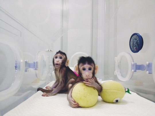 Ini monyet kembar yang berhasil dikloning China