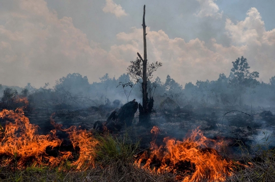 73 Titik kebakaran hutan terdeteksi di Sumatera