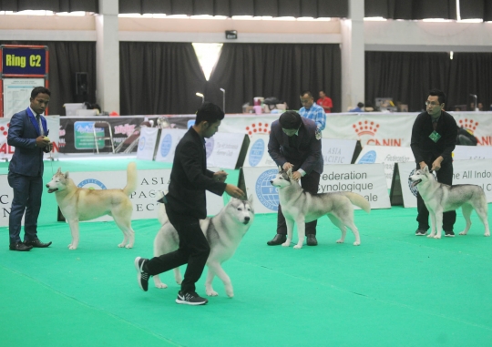 Lucunya kontes anjing peranakan di Ancol