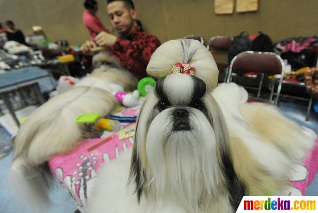 Foto : Lucunya kontes anjing peranakan di Ancol merdeka.com