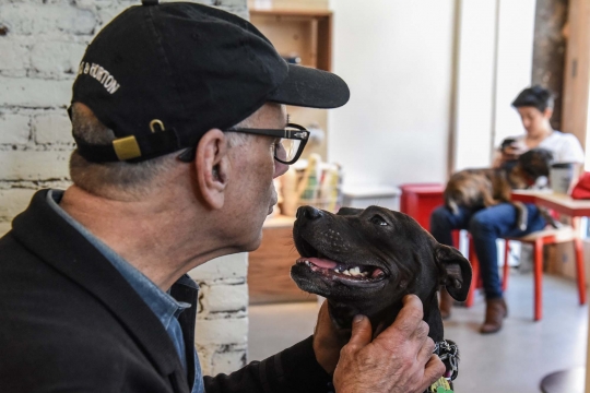 Mengunjungi Boris & Horton, kafe ramah anjing pertama di New York