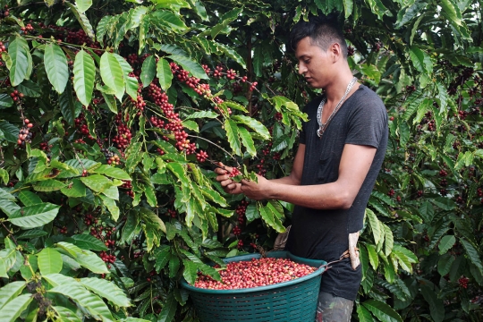Robusta Nicaragua, salah satu kopi paling nikmat di dunia