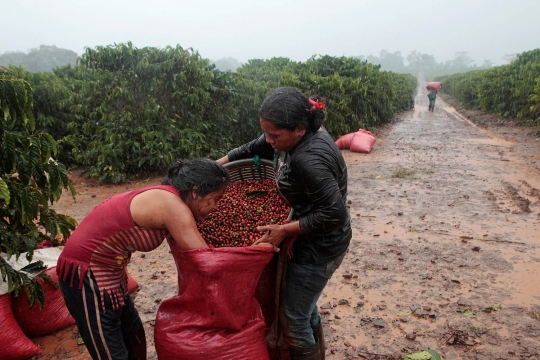 Robusta Nicaragua, salah satu kopi paling nikmat di dunia