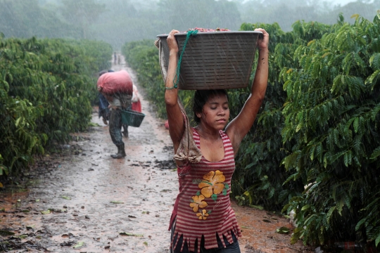 Robusta Nicaragua, salah satu kopi paling nikmat di dunia