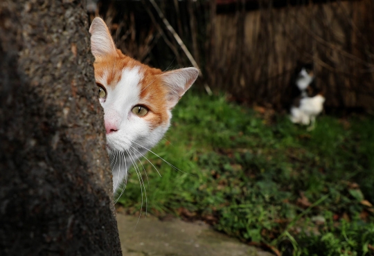 Menengok hidup sejahtera kucing-kucing liar Istanbul