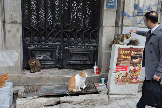 Menengok hidup sejahtera kucing-kucing liar Istanbul