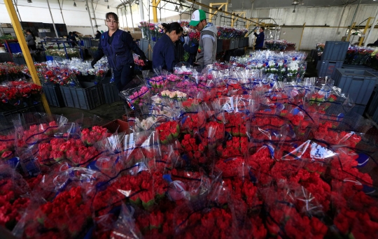 Menengok bunga untuk valentine di Kolombia yang siap ekspor ke mancanegara