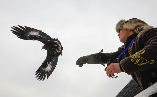 Melihat kompetisi elang berburu kelinci di Kazakhstan