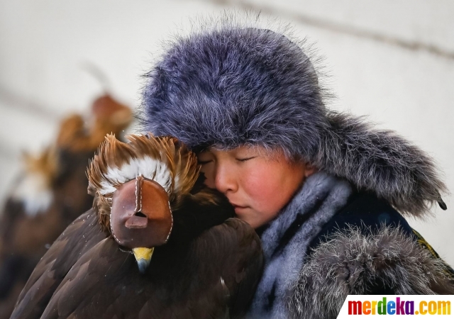 Foto : Melihat kompetisi elang berburu kelinci di 