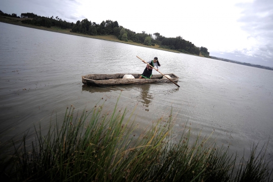 Melihat lomba kano 'Wampo' tradisional Suku Mapuche