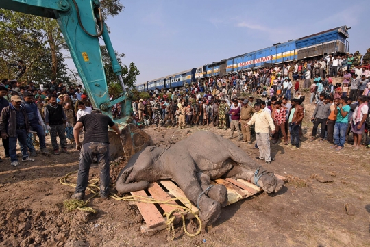 Potret haru warga India suapi gajah terluka usai tertabrak kereta