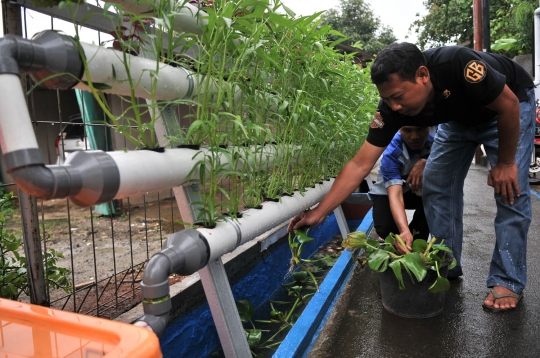 Mengunjungi asrinya Kampung Hidroponik Pengadegan