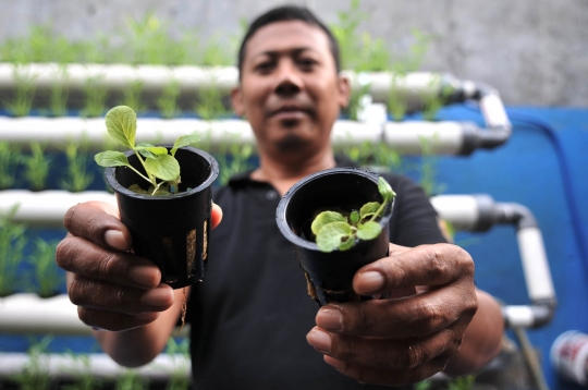 Mengunjungi asrinya Kampung Hidroponik Pengadegan
