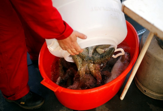 Melihat proses pemijahan buatan ikan trout di Makedonia
