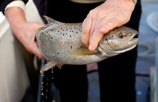 Melihat proses pemijahan buatan ikan trout di Makedonia