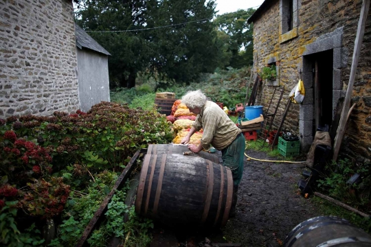 Jaga tradisi leluhur, petani Prancis bercocok tanam tanpa mesin