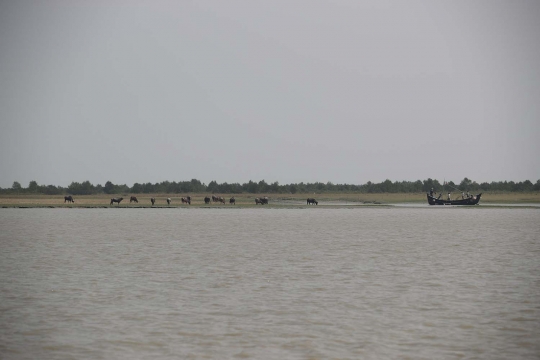 Menengok pulau terpencil rawan banjir yang akan ditempati muslim Rohingya