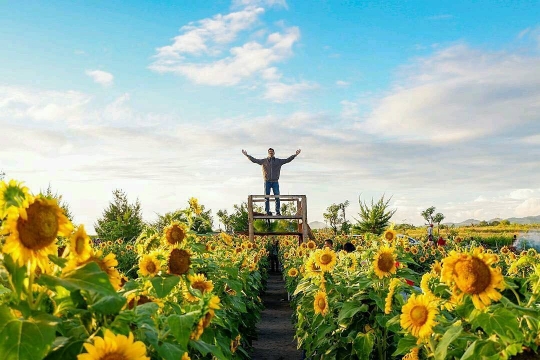 Selfie kekinian di kebun bunga matahari Pantai Glagah, Kulon Progo