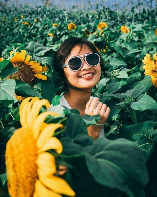 Selfie kekinian di kebun bunga matahari Pantai Glagah, Kulon Progo