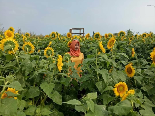 Selfie kekinian di kebun bunga matahari Pantai Glagah, Kulon Progo