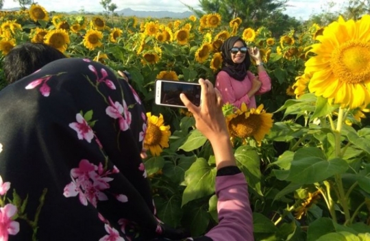 Selfie kekinian di kebun bunga matahari Pantai Glagah, Kulon Progo