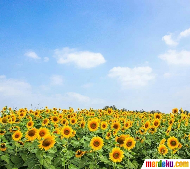 Foto : Selfie kekinian di kebun bunga matahari Pantai 