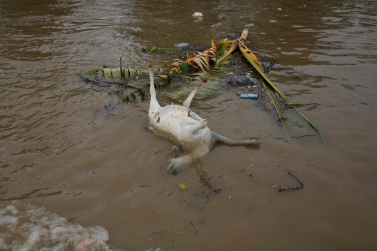 Wajah kumuh Citarum, sungai paling tercemar di dunia