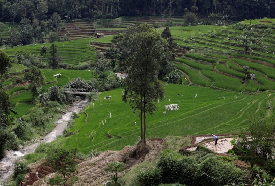 Wajah kumuh Citarum, sungai paling tercemar di dunia