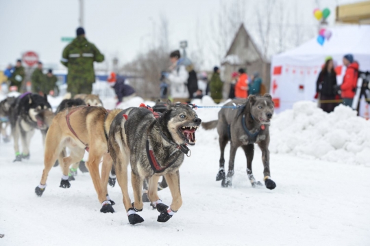 Wajah sangar anjing-anjing balap Iditarod di Alaska