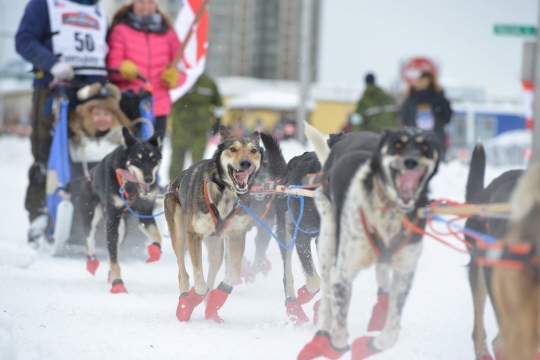 Wajah sangar anjing-anjing balap Iditarod di Alaska