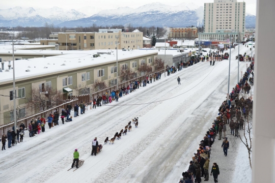 Wajah sangar anjing-anjing balap Iditarod di Alaska