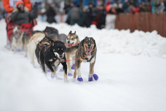 Wajah sangar anjing-anjing balap Iditarod di Alaska