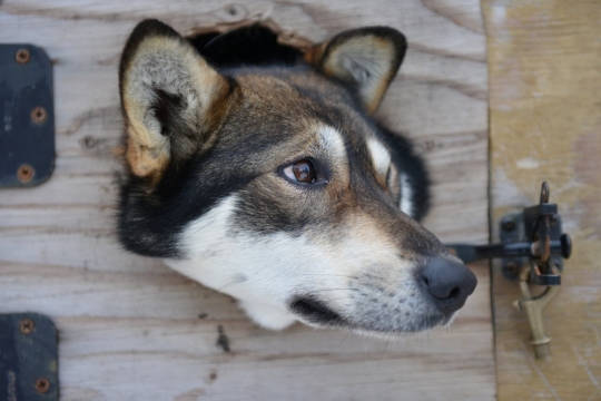 Wajah sangar anjing-anjing balap Iditarod di Alaska