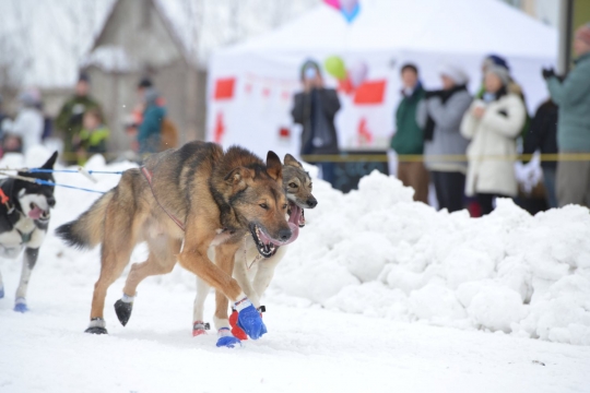 Wajah sangar anjing-anjing balap Iditarod di Alaska