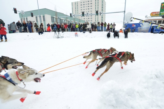 Wajah sangar anjing-anjing balap Iditarod di Alaska