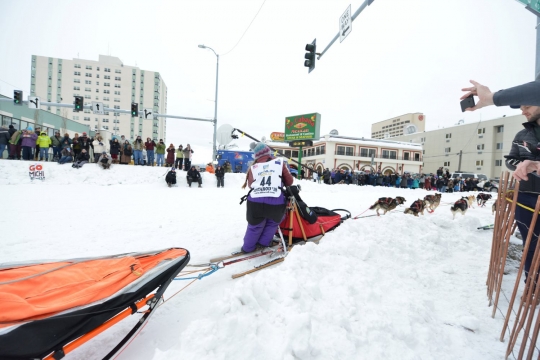 Wajah sangar anjing-anjing balap Iditarod di Alaska