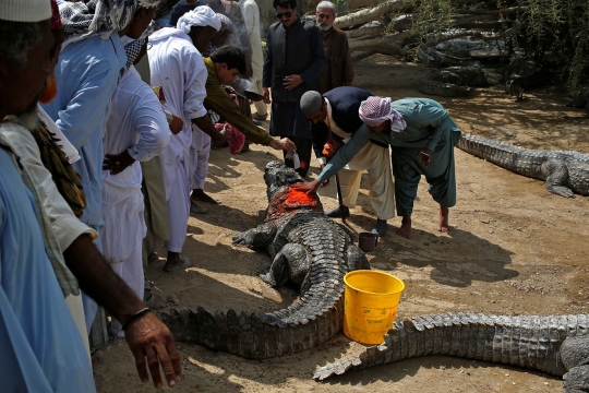 Memberikan persembahan untuk buaya suci Pakistan