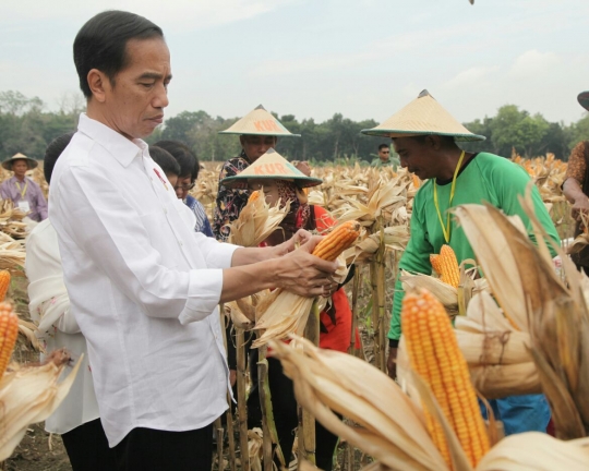 Gaya Jokowi ikut panen raya jagung bersama petani di Tuban