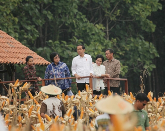 Gaya Jokowi ikut panen raya jagung bersama petani di Tuban