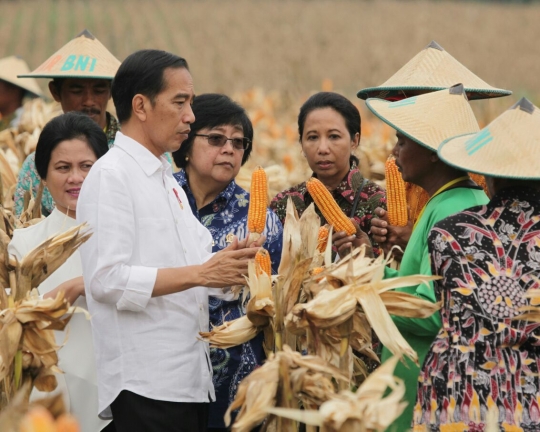 Gaya Jokowi ikut panen raya jagung bersama petani di Tuban