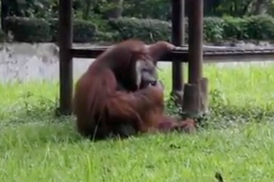 Ini gerak-gerik pria pelempar rokok ke kandang orangutan di Bandung