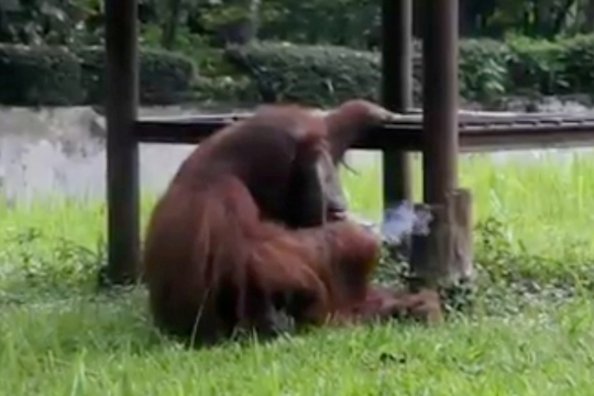 Ini gerak-gerik pria pelempar rokok ke kandang orangutan di Bandung