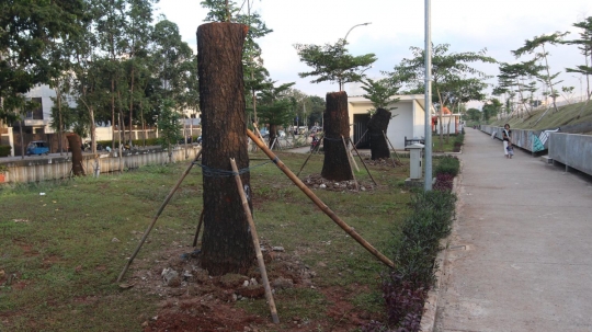 8 Pohon dari Sudirman sudah dipindah ke RTH Kalijodo