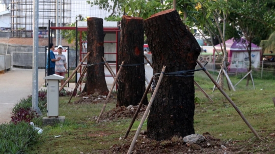 8 Pohon dari Sudirman sudah dipindah ke RTH Kalijodo