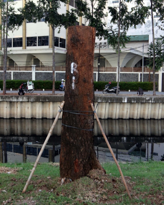 8 Pohon dari Sudirman sudah dipindah ke RTH Kalijodo