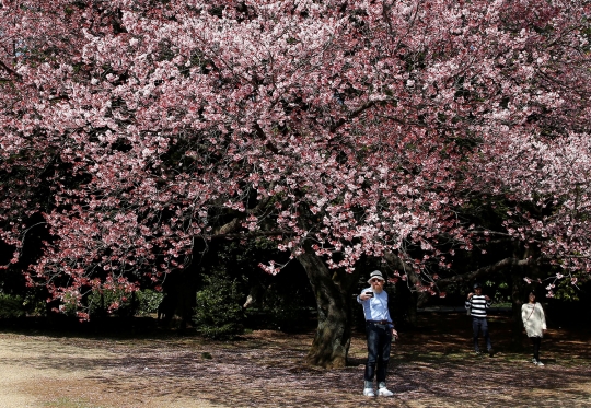 Cantiknya bunga Sakura yang bermekaran di Tokyo