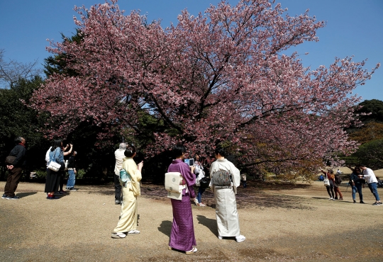 Cantiknya bunga Sakura yang bermekaran di Tokyo