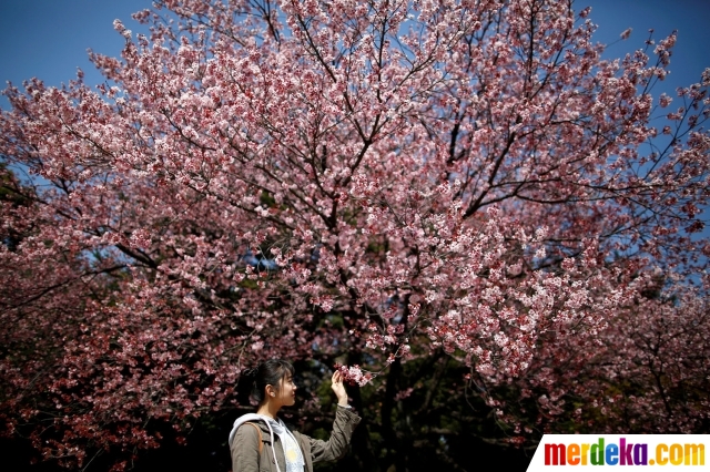 Foto Cantiknya bunga  Sakura  yang bermekaran  di Tokyo 