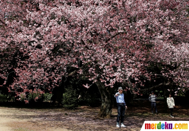 Foto : Cantiknya bunga Sakura yang bermekaran di Tokyo 