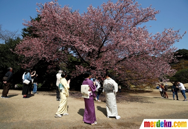 Foto Cantiknya bunga  Sakura  yang bermekaran  di Tokyo 